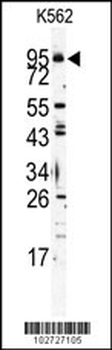 Mouse TLR6 Antibody (C-term)