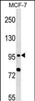 Mouse TLR6 Antibody (N-term)