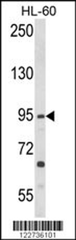TLR3 Antibody
