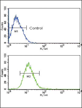 TLR2 Antibody (N-term)