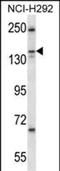 KIF16b Antibody