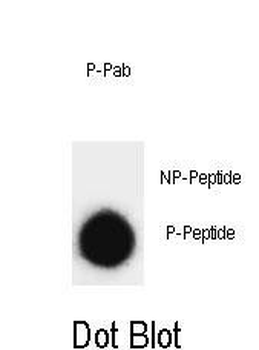Phospho-SNAP25(T138) Antibody