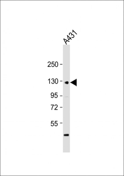 CDH3 Antibody (C-term)