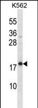 CREG1 Antibody (N-term)