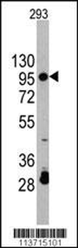 CDH2 Antibody (C-term)