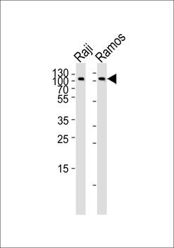 CD19 Antibody (C-term)