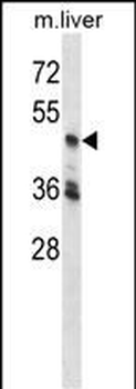 PCTK3 Antibody (C-term)