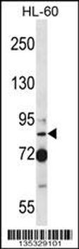 SECISBP2 Antibody (Center)
