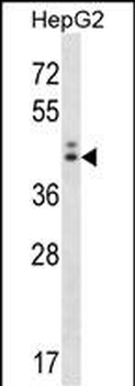 NGDN Antibody (Center)