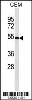 NTN3 Antibody (C-term)