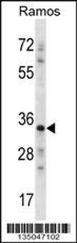 NDN Antibody (N-term)