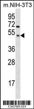 Mouse Gsk3a Antibody (C-term)