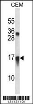 CXCL11 Antibody (C-term)