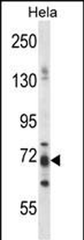 PJA1 Antibody (N-term)