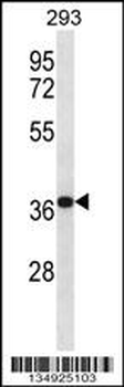 MORF4L2 Antibody (C-term)