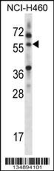 MINPP1 Antibody (C-term)
