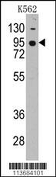CDH7 Antibody (N-term)