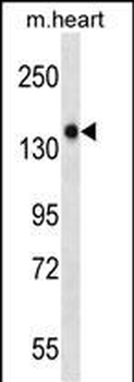 Mouse Gucy2f Antibody (Center)