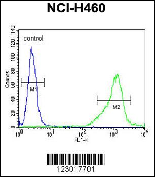 ALDH1A1 Antibody