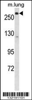 LRP5 Antibody (C-term)