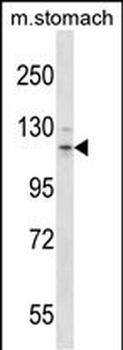 Mouse Flt3 Antibody (N-term)