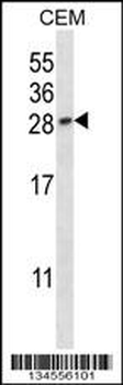 PGF Antibody (Center)