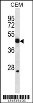 WIF1 Antibody (C-term)