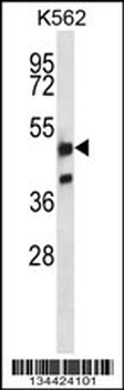 NRF1 Antibody (Center)