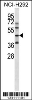 KLF1 Antibody (C-term)