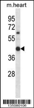 Mouse Hoxc11 Antibody (N-term)