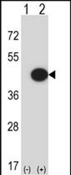 Mouse Mapk13 Antibody (C-term)