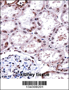 FOXD1 Antibody (N-term)