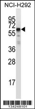 GFRA2 Antibody (C-term)