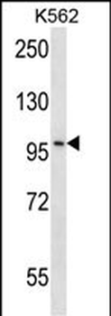 CARD10 Antibody (Center)