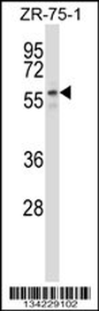 PUF60 Antibody (N-term)