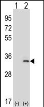 IL33 Antibody (N-term)