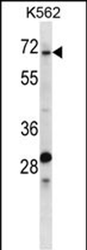 TRIP10 Antibody (N-term)
