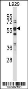 BIN1 Antibody (Center)
