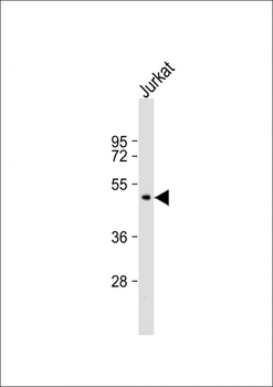 TDO2 Antibody (N-term)