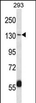 Mouse Erbb4 Antibody (C-term)