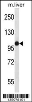 Mouse Mastl Antibody (Center)