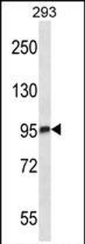 Mouse Mark3 Antibody (C-term)