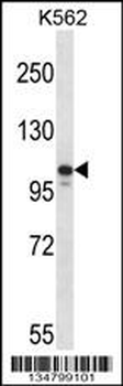 Mouse Jak3 Antibody (N-term)