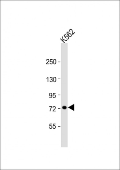 UMOD Antibody (Center)