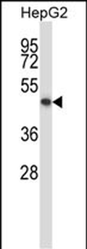 KCNK10 Antibody (C-term)