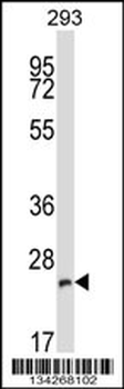 BCAP29 Antibody (C-term)