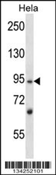 L3MBTL2 Antibody (C-term)