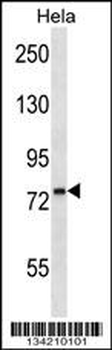 PDIA4 Antibody (N-term)
