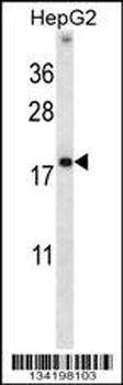 HMGN1 Antibody (N-term)