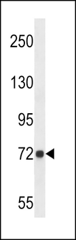 D19L4 Antibody (N-term)